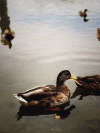 Birds swimming in lake