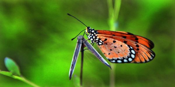 Close-up of butterfly on leaf