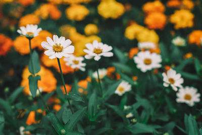 Close-up of flowering plant on field