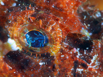 Close-up of fish underwater