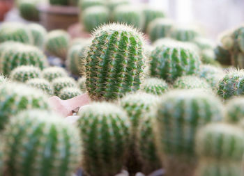 Close-up of cactus plant