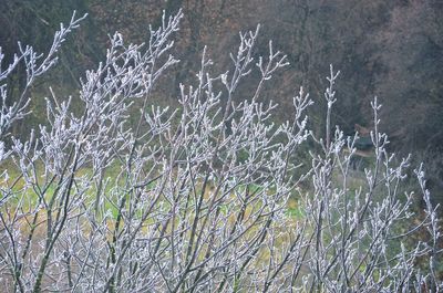 Bare trees on field during winter