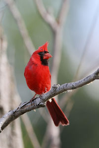 Close-up of a bird perching on branch