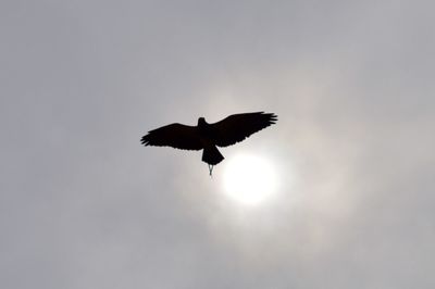 Low angle view of birds flying in sky