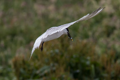 View of a bird flying
