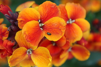 Close-up of orange flowering plant