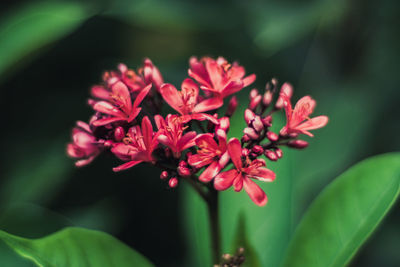 Close-up of pink flowers against blurred background