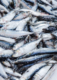 Close-up of fish in ice at market