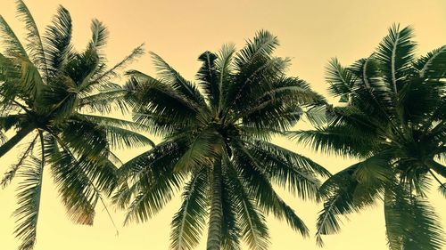Low angle view of palm trees against clear sky