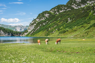 A herd of cows grazing on an alpine meadow and lake at the foot of a high mountain with still snow. 