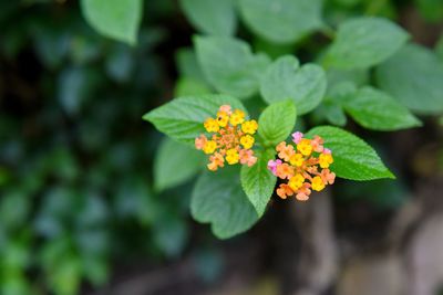 Close-up of yellow flower