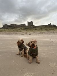 Dogs On Beach: