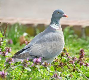 Close-up of seagull perching on rock