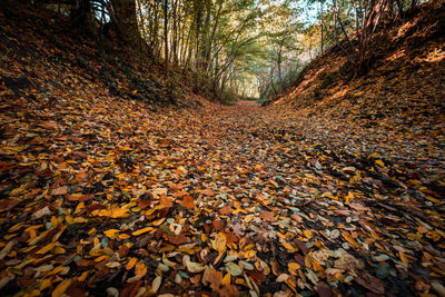 View of autumnal leaves on tree trunk