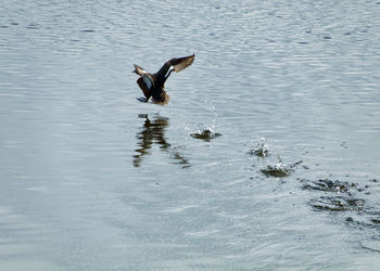 Bird flying over lake