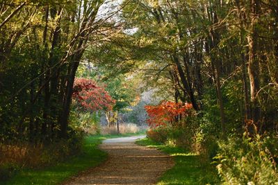 Road amidst trees in forest during autumn