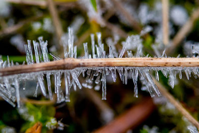 Close-up of wet plants