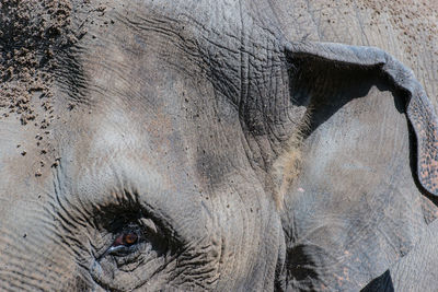 Cropped portrait of elephant