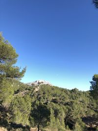 Trees and plants against clear blue sky