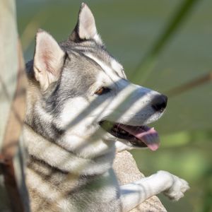 Close-up of a dog looking away