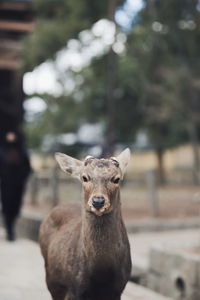 Portrait of an deer standing on field