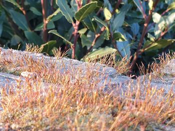 Close-up of plants growing on land