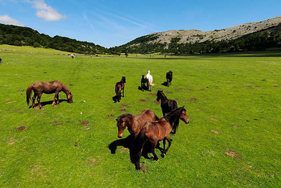 Horses in a field