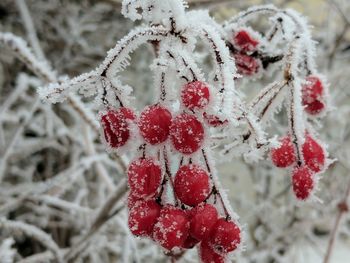 Close-up of frozen plant