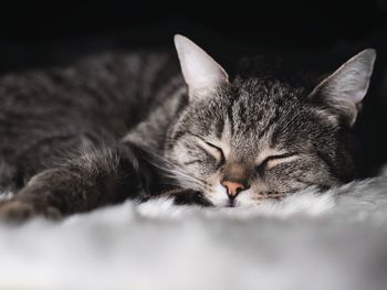 Close-up of cat sleeping