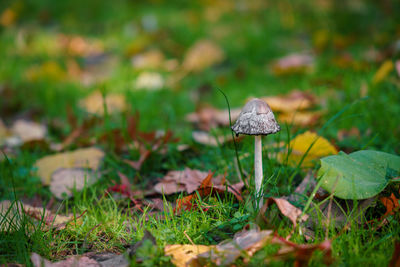 Close-up of mushroom growing on field