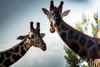 Low angle portrait of giraffe