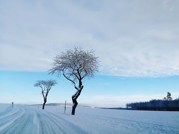 Bare tree on snow field against sky