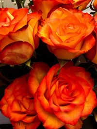 Close-up of roses blooming outdoors