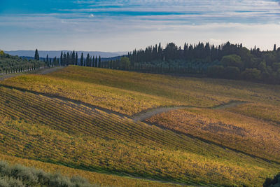 Scenic view of field against sky during sunset