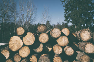 Stack of logs in forest