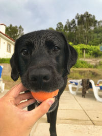 Midsection of person holding dog