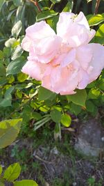 Close-up of pink rose blooming outdoors