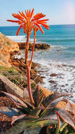 Close-up of plant on rock at beach against sky