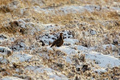 High angle view of bird on field during winter