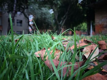 Close-up of plants growing outdoors