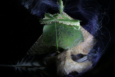 Close-up of snake against black background
