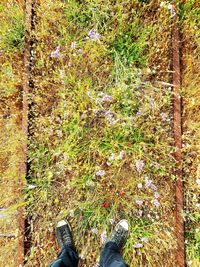 Low section of person standing on field in forest