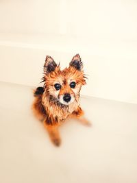 High angle view of dog against white background