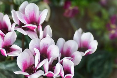 Close-up of pink flowers