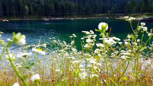 Close-up of daisy flowers in lake