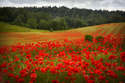 Scenic view of red flowering trees on field