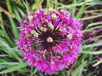 Close-up of purple flowers blooming outdoors