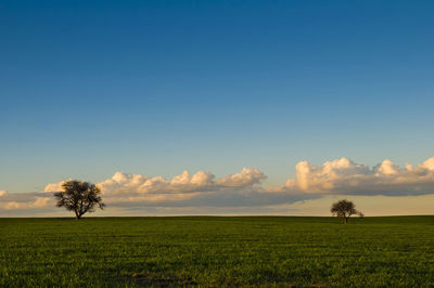 Scenic view of agricultural field against sky