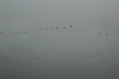 Low angle view of birds flying in sky
