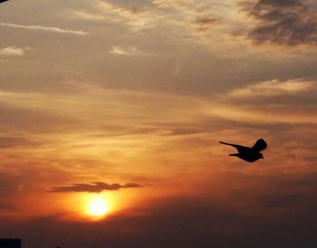 Low angle view of silhouette bird flying against sky during sunset